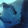 Red Sea 11