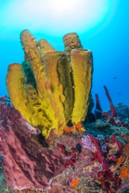 saba 22