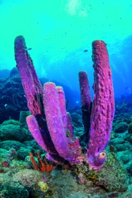 saba 23