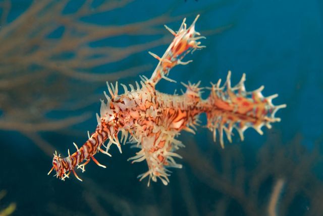 Ornate Ghost Pipefish midwater Carpe Vita Explorer Maldives Explorer Ventures Liveaboard Diving