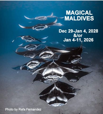 2026 Maldives Mantas Poster