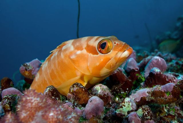 Black Tip Grouper Carpe Vita Explorer Maldives Explorer Ventures Liveaboard Diving