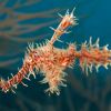Ornate Ghost Pipefish midwater Carpe Vita Explorer Maldives Explorer Ventures Liveaboard Diving
