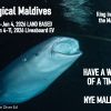 NYE maldives whaleshark SD Poster
