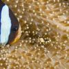 Clarks Anenome Fish Carpe Vita Explorer Maldives Explorer Ventures Liveaboard Diving