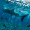 Whaleshark Divers Carpe Vita Explorer Maldives Explorer Ventures Liveaboard Diving