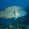 Humphead Wrasse Carpe Vita Explorer Maldives Explorer Ventures Liveaboard Diving