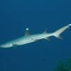 White Tip reef shark Carpe Vita Explorer Maldives Explorer Ventures Liveaboard Diving