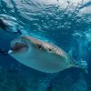 Whaleshark feeding Divers Carpe Vita Explorer Maldives Explorer Ventures Liveaboard Diving