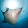 Manta Ray Underside Sunlight Carpe Vita Explorer Maldives Explorer Ventures Liveaboard Diving