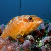 Black Tip Grouper Carpe Vita Explorer Maldives Explorer Ventures Liveaboard Diving