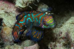 mandarin fish