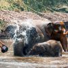 itinerary Img elephantbath