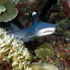 19.-Shark-Tip.jpg