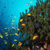 11.-Elis-Reef.jpg