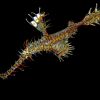 1201-Solenostomus_paradoxus.jpg