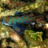 murex dive resort (1)