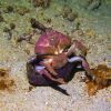 murex dive resort (7)