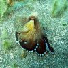 murex dive resort (6)