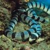 banded Sea krait