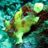 murex dive resort (2)