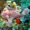 murex dive resort