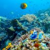 Bunaken Coral Reef