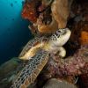 Bunaken 1