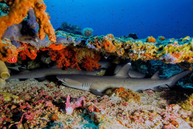 Murex Bangka Whitetip Sharks 1200x800