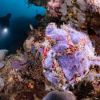 images (1)