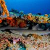 Murex Bangka Whitetip Sharks 1200x800