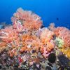 Murex Bangka Soft Coral garden