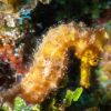 seahorse