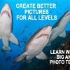 BIG ANIMAL PHOTOS