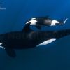 Orcas David Serradell 3