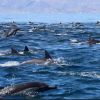 dolphins