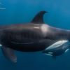 Orcas David Serradell 2