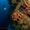 WLL DIVING