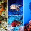 Tci   underwater 1