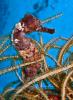 seahorse4.jpg
