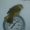 Birdy1.jpg