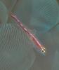 DSC_WazzonthisGoby.100.0708.jpg