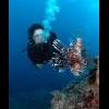 cabo san lucas suggestions....please - last post by diveprn