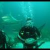 Designated Diver's Photo