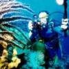 snowflake eel's Photo