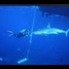 Saba & St Kitts 2017/2018 NYE: Are you getting the TRIP PM & HOW TO find the Trip PM and see all previous Trip Updates - last post by Flamingfish